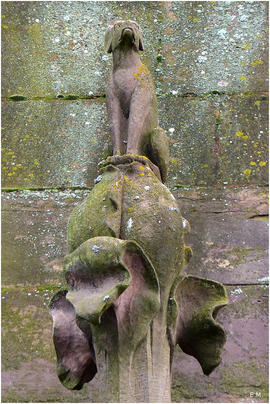 Animal perché n1+