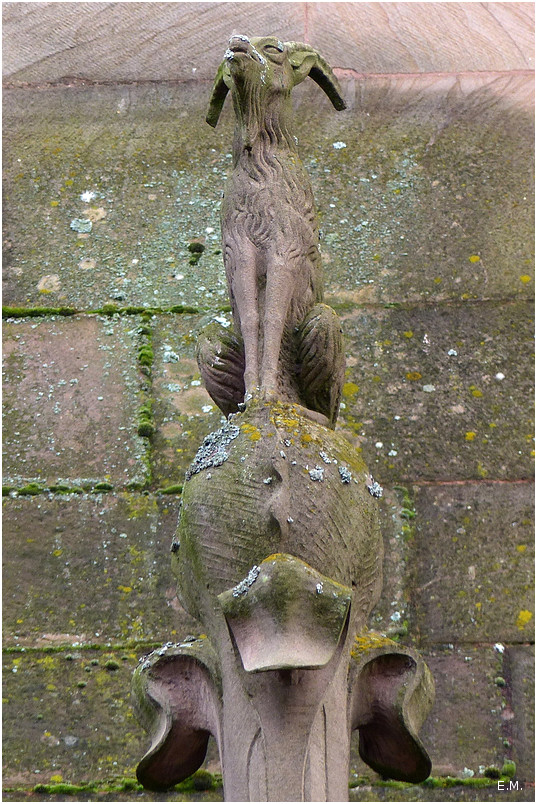 Animal perché n2+