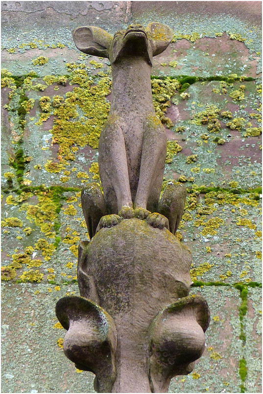 Animal perché n3+
