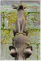 Animal perch n3+
