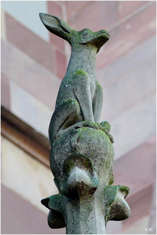 Animal perché n3++