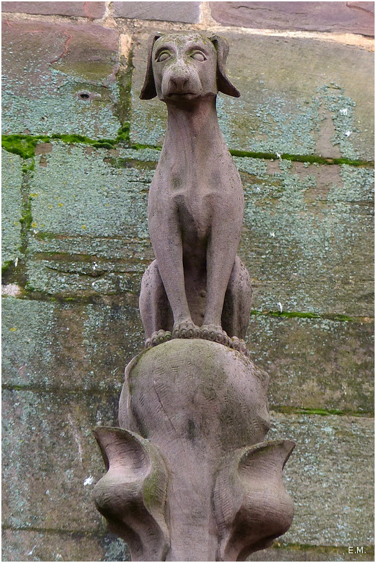 Animal perché n4+