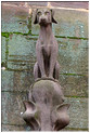 Animal perch n4+