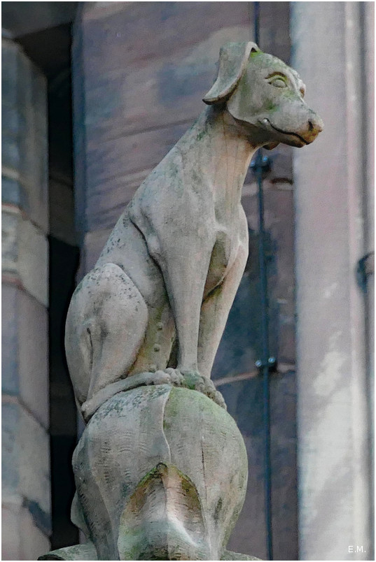 Animal perché n4++